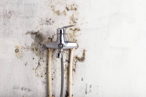 Best Affordable Mold Removal  in Bethany, WV