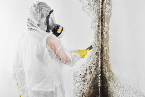 Best Mold Remediation Experts  in Bethany, WV