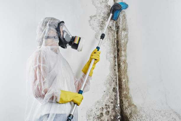 Office Mold Removal Services in Bethany, WV