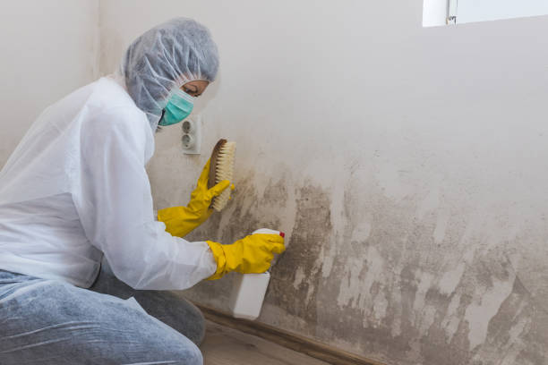 Mold Removal and Inspection in Bethany, WV