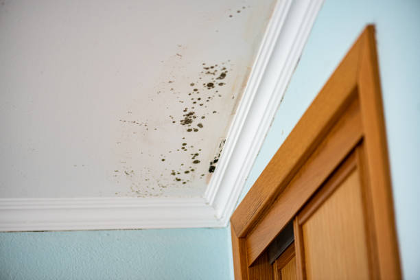 Best Mold Cleaning Services  in Bethany, WV