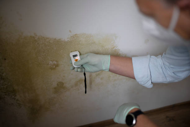 Trusted Bethany, WV Mold Removal Experts