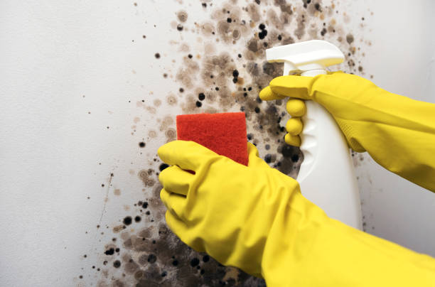 Best Certified Mold Removal  in Bethany, WV