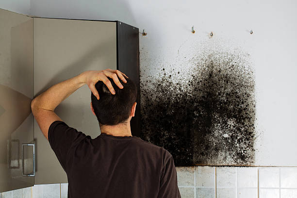 Attic Mold Removal in Bethany, WV