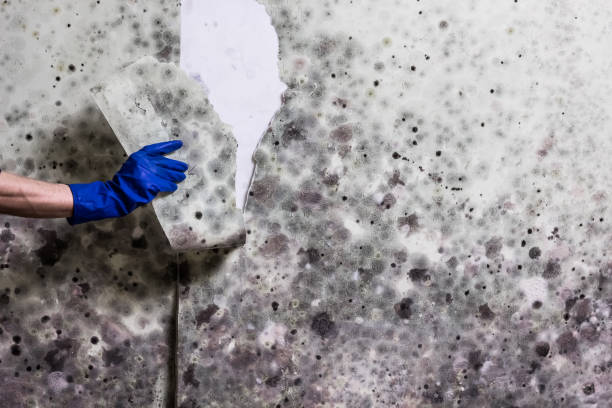 Best Professional Mold Removal  in Bethany, WV