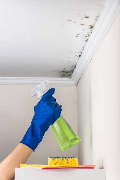 Best Best Mold Removal Companies  in Bethany, WV